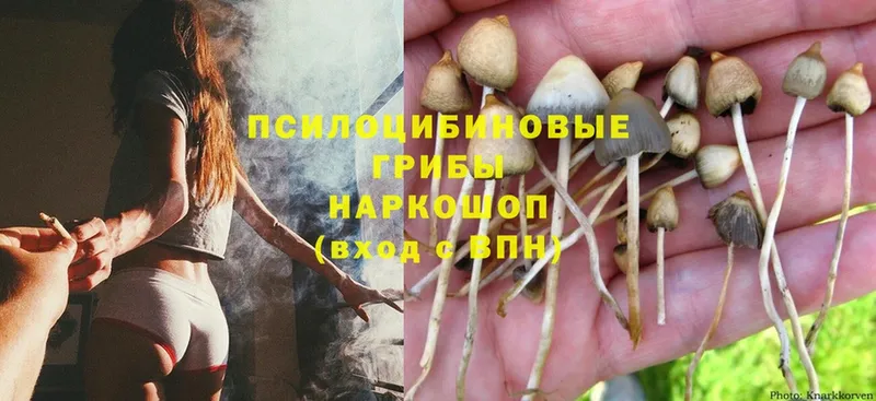 Галлюциногенные грибы Magic Shrooms  площадка состав  Кологрив 